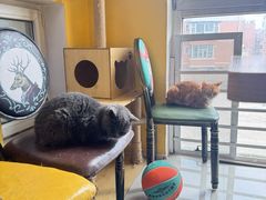 -猫咪咖啡店(新城大街店)