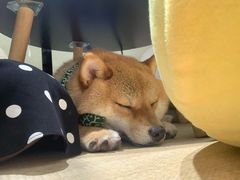 特别喜欢躲在桌子底下-逗柴咖啡屋·狗咖猫咖宠物桌游