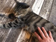 -猫的天空之城概念书店(丽江古城饮玉巷店)