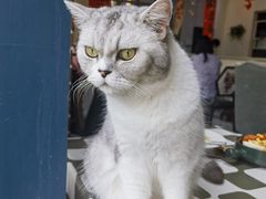 -猫小院猫主题餐厅(南锣旗舰店)