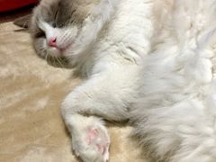 -藏猫猫咖啡主题馆(中央大道店)