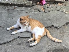 -鸣鹤古镇