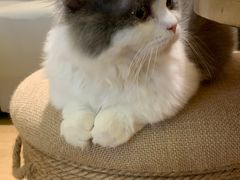 -猫腻·猫咖·撸猫馆(星光大道店)