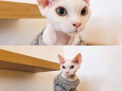 -猫腻·猫咖·撸猫馆(星光大道店)