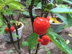 -普陀山风景名胜区-法雨禅寺