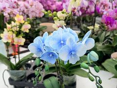 -龙大花卉苗木市场