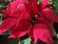 -龙大花卉苗木市场