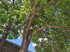 -张学良旧居陈列馆(大帅府)