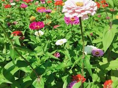 -长春公园(普阳街道)