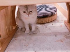 -飞行喵MR PILOT|猫舍·猫咖(静安大融城店)