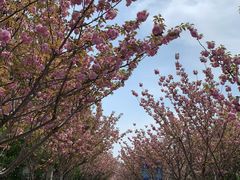 -高东镇樱花园