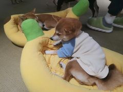 -逗柴咖啡屋·狗咖猫咖宠物桌游
