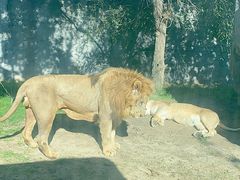 -北京野生动物园