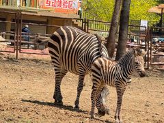 -大连森林动物园