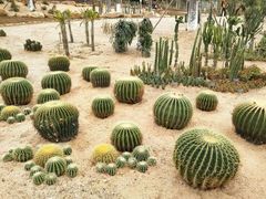 -东莞植物园