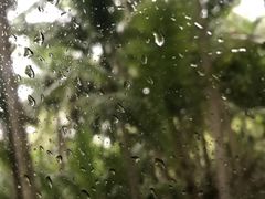 -东郊椰林