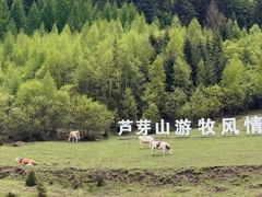 -芦芽山旅游度假区