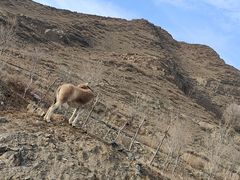 -新疆天山野生动物园