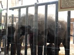 -石家庄市动物园