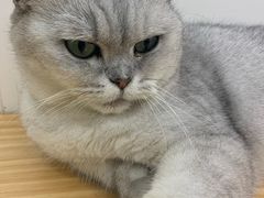 -李小姐の猫咖啡馆(五角场店)