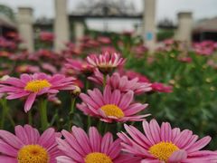 -紫颐香薰山谷景区