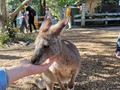 -费瑟代尔野生动物园