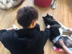 -Husky Go! 哈士奇体验馆·宠物咖啡厅狗咖