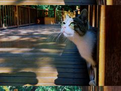 -崂山九水游览区