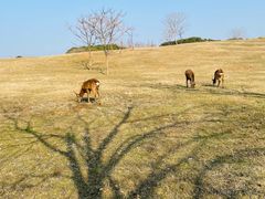 -良渚古城遗址公园