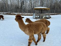 -长白山万达锦华套房酒店