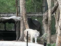 -清迈夜间动物园