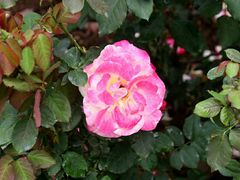 -人民公园(罗湖区)