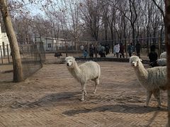 -呷哺呷哺 黄金牧场 (枣强吉美购物广场店)