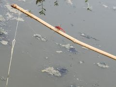 -同銮特种养殖场·龙虾垂钓