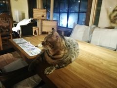 -more than meow吴止猫主题餐厅(承德 中船汇店)