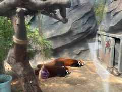 -武汉动物园