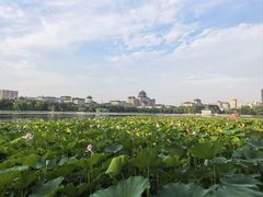 -莲花池公园