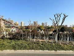 -青枫公园
