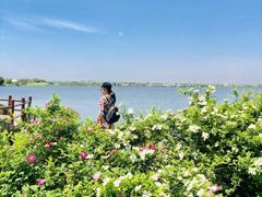 -鹅湖玫瑰文化园