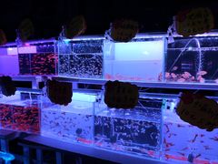 -中环花鸟鱼虫市场