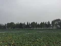 -洪湖生态旅游区