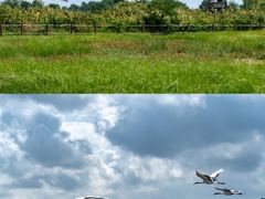 -盐城丹顶鹤湿地生态旅游区