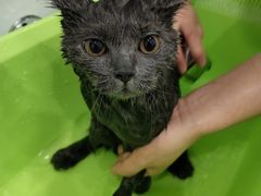 -BABIT巴比特宠物(MOMOPARK店)