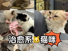 -楼上猫咖(罗湖店)