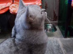 -猫咪博物馆(顶澳仔猫街店)