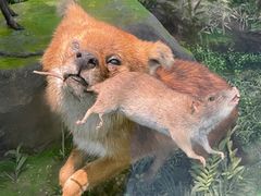 -国家自然博物馆