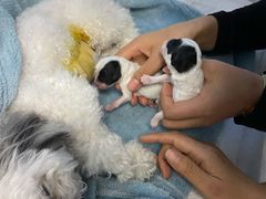 -北京博爱动物医院有限公司