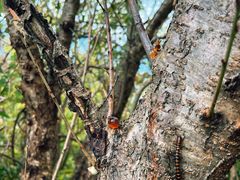 -素山寺森林公园