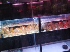 -中环花鸟鱼虫市场