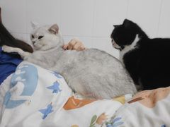 -lincat·猫舍(广州店)
